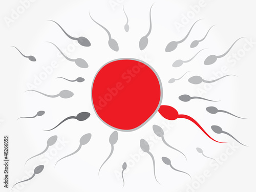 Ovum and spermatozoon. Fertilization