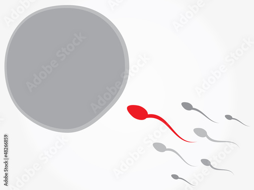 Ovum and spermatozoon. Fertilization
