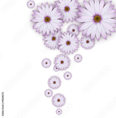 Field of purple daisy flowers.