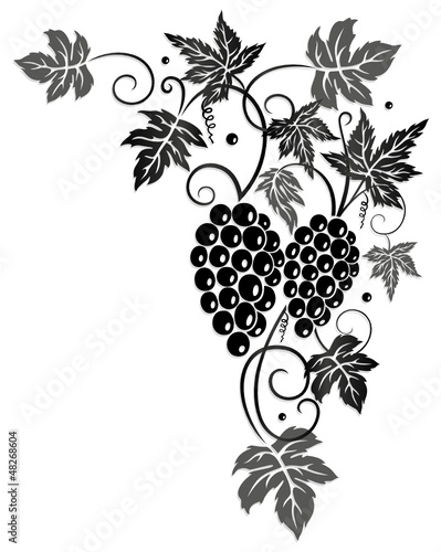 Wein, Weinrebe, Ranke, Weinblätter, Weintrauben, wine