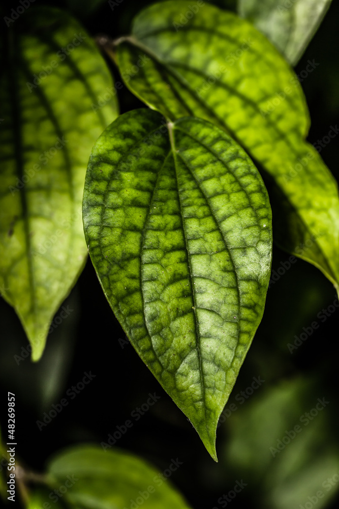 Green leaves on black background Green leaves on black background