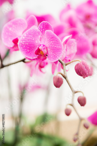 pink streaked orchid flower