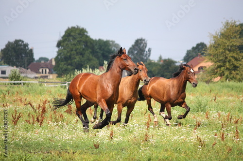 Horse herd running free at the field