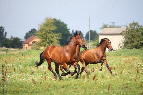 Horse herd running free at the field