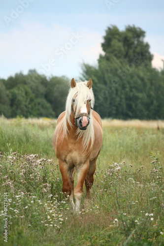 Beautiful palomino draught horse walking at the field photo