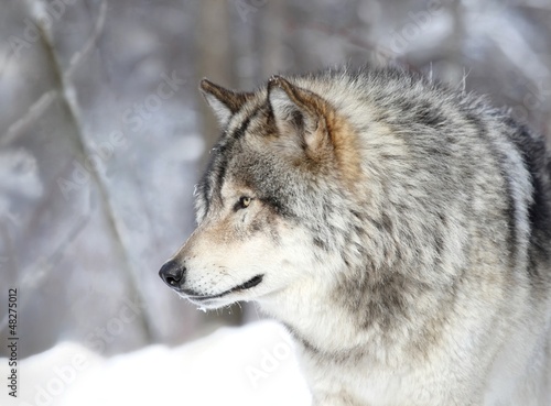loup gris de profil © karlumbriaco