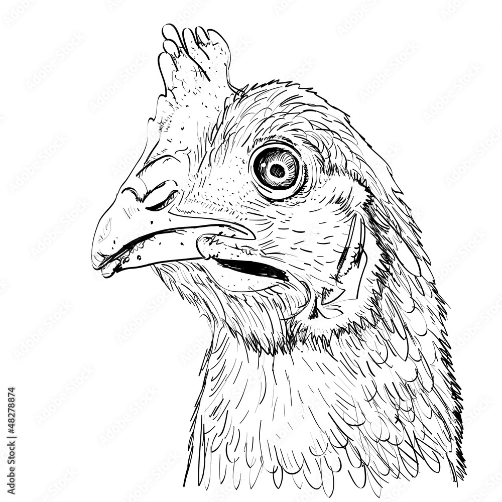 Outline sketch illustration of chicken head Stock Illustration | Adobe ...