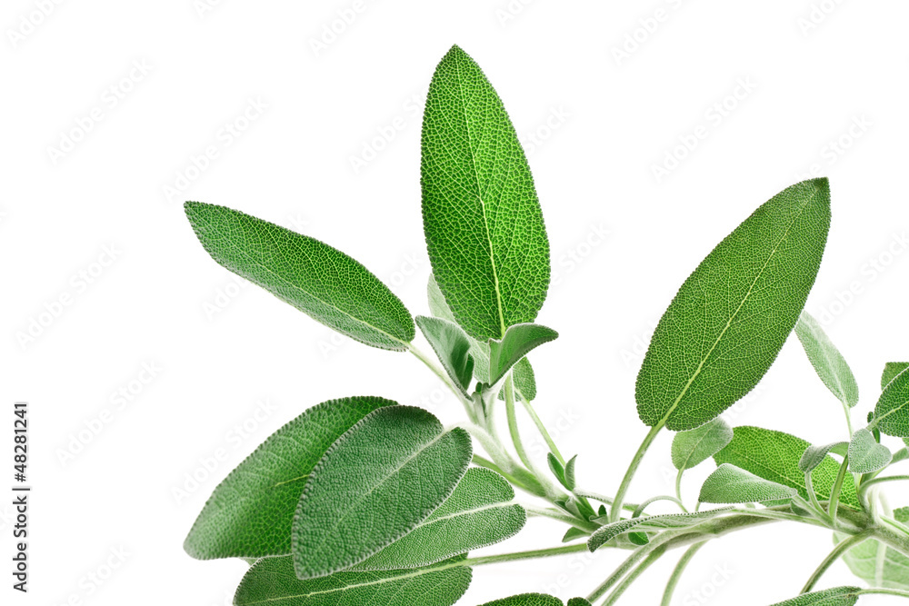 sage - salvia sage - salvia