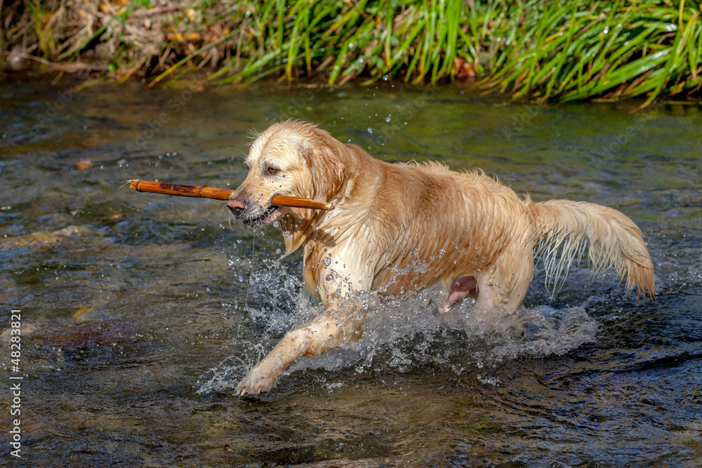 Golden Retriever