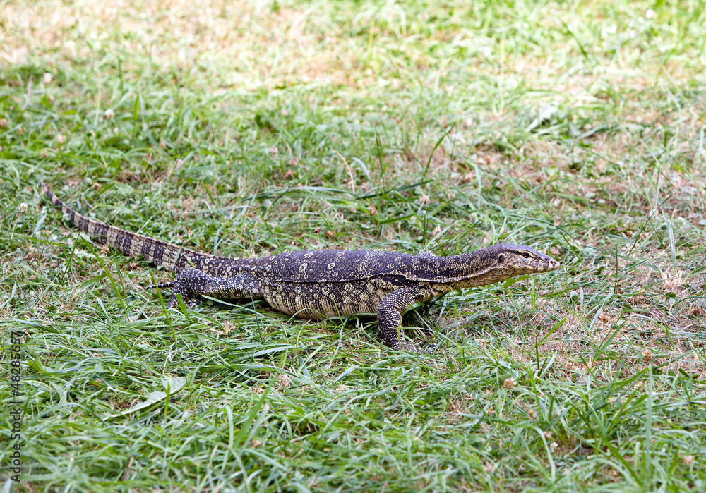 Huge monitor lizard Huge monitor lizard