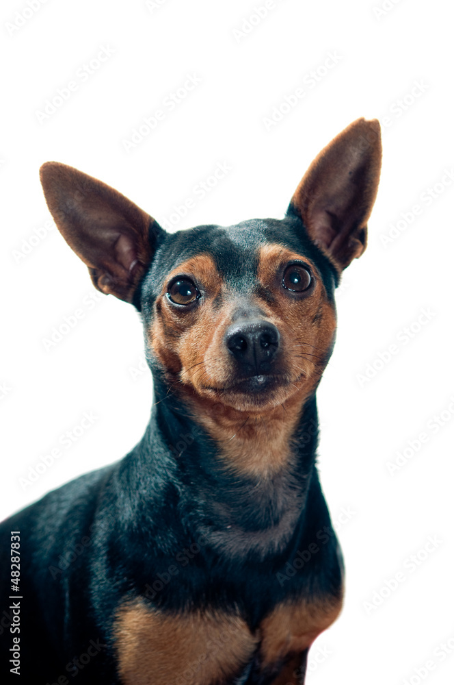 Pinscher dog portrait Pinscher dog portrait