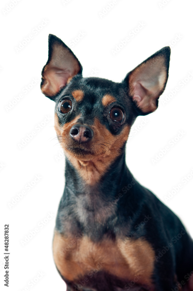 Mini Pinscher dog