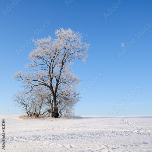 Alone tree