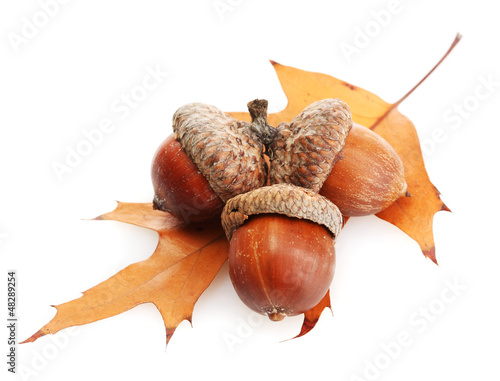 brown acorns on autumn leaf, isolated on white photo