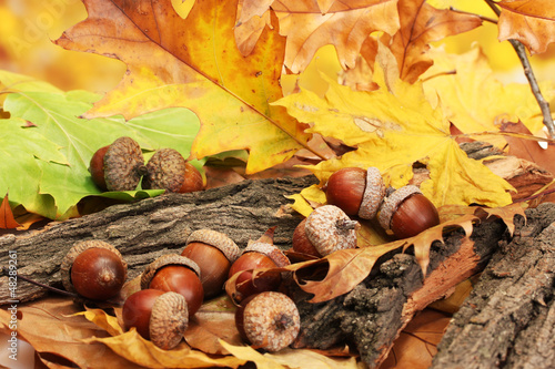 brown acorns on autumn leaves, close up