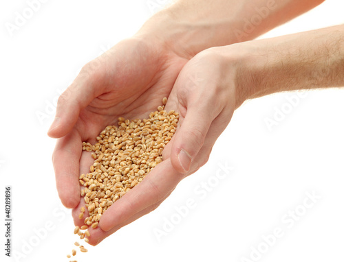man hands with grain, isolated on white