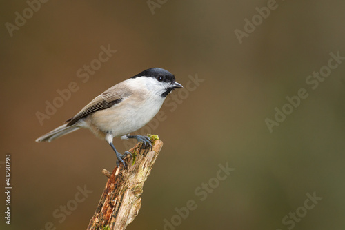 Willow tit in forest