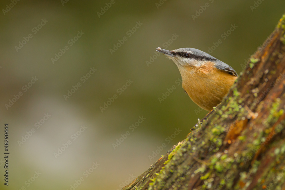Fototapeta premium European nuthatch