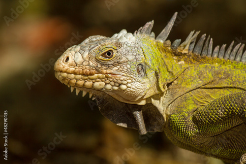 Lesser Antillean Iguana