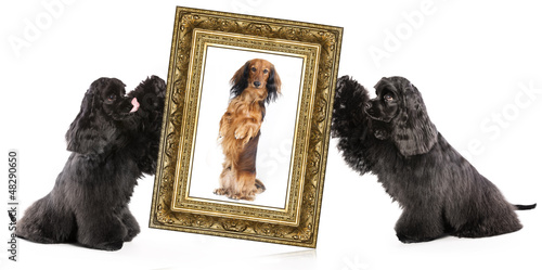 Fototapeta Naklejka Na Ścianę i Meble -  dog portrait in a gold frame