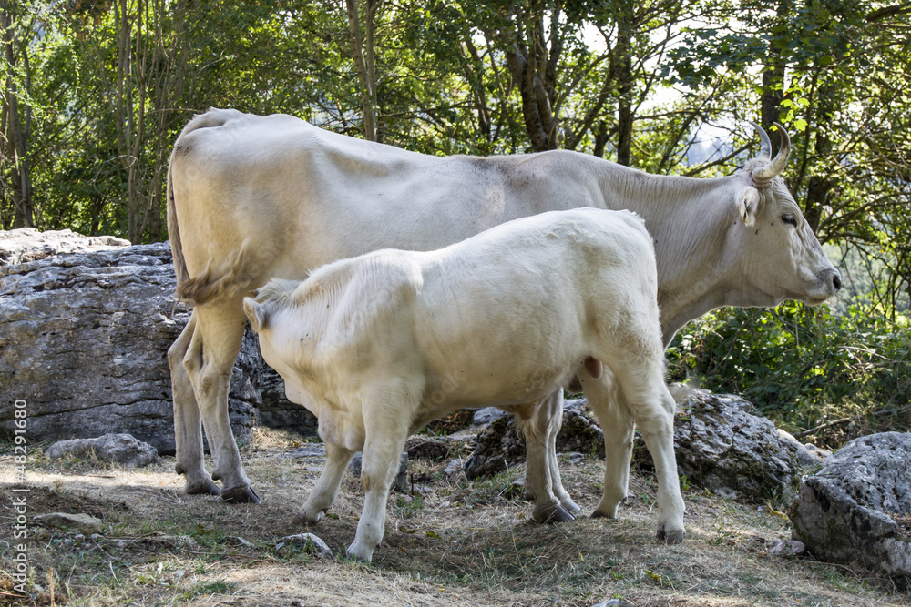 mucca e vitellino mucca e vitellino