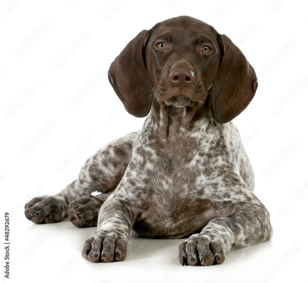 german short haired pointer puppy