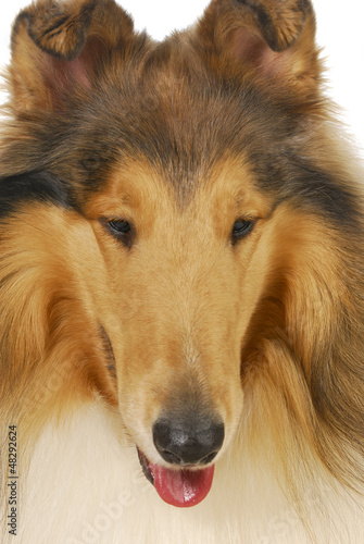 collie © Willee Cole