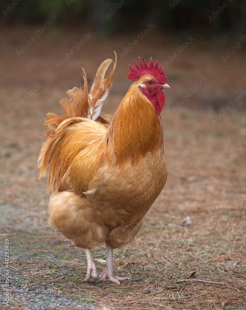 Fototapeta premium Rooster portrait