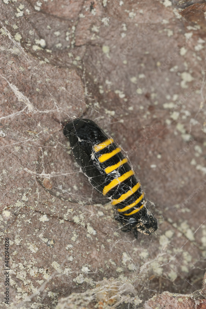 Black and yellow moth cocoon, macro photo Black and yellow moth cocoon, macro photo
