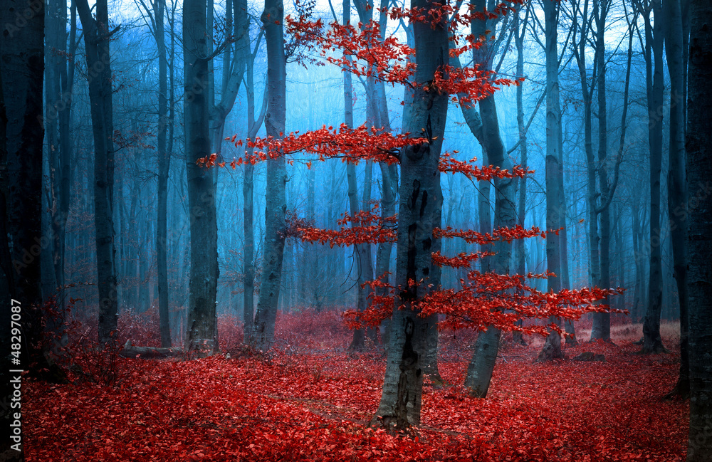 Autumnal foggy forest