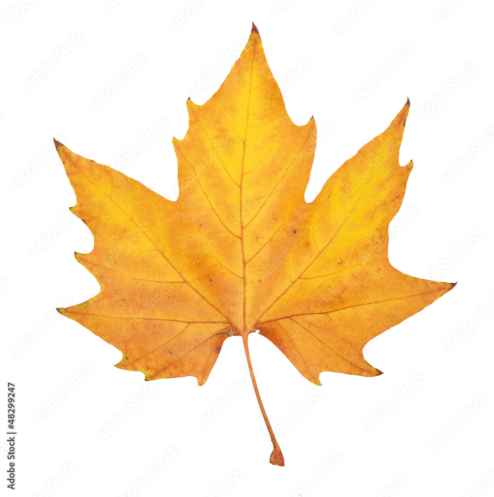 Autumn leaf Autumn leaf