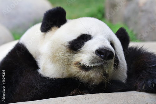 Fototapeta Naklejka Na Ścianę i Meble -  Sleeping panda