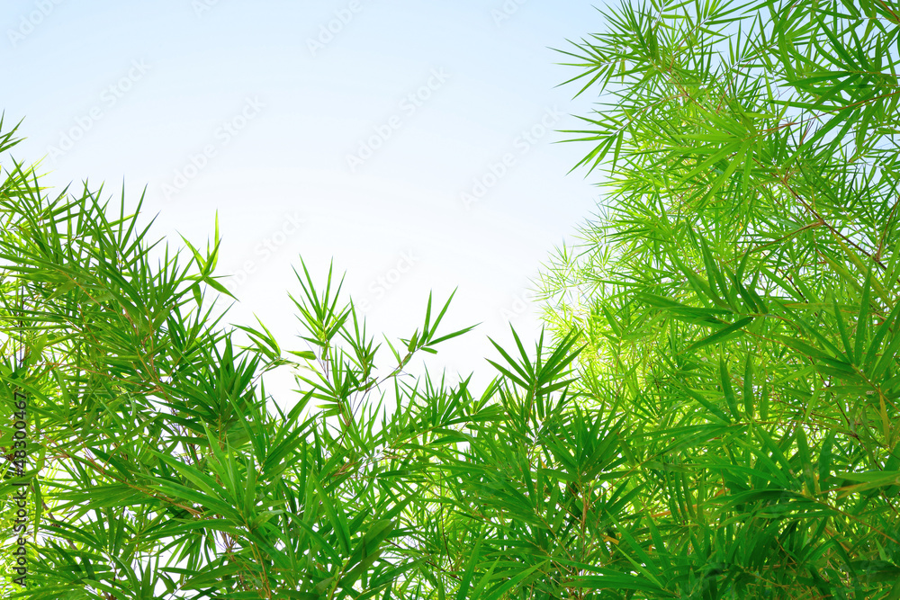 Bamboo leaves Bamboo leaves