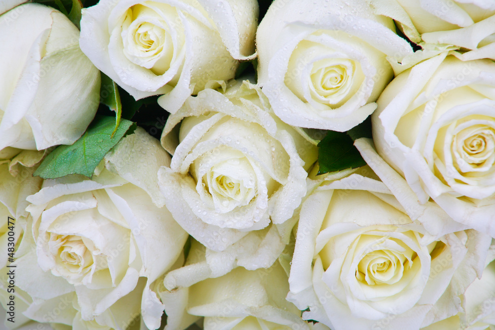Obraz premium white roses in dew drops