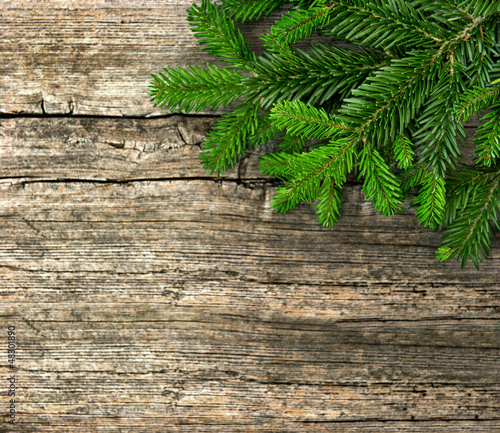 fir tree branch on wooden background
