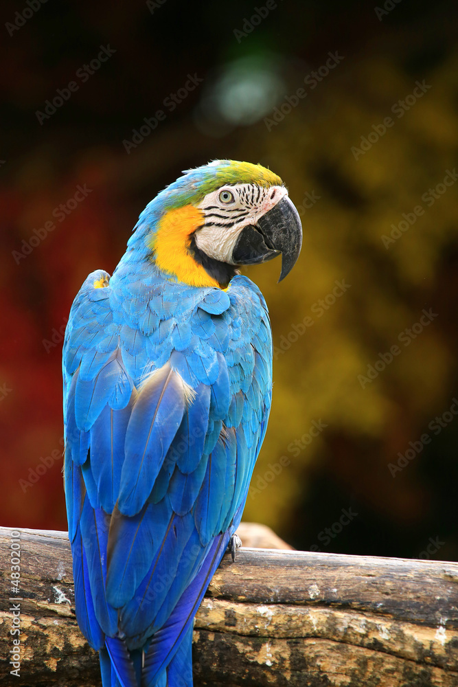 Obraz premium Macaw Bird