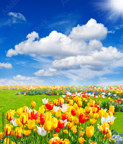 tulip flowers field. spring landscape #48302884