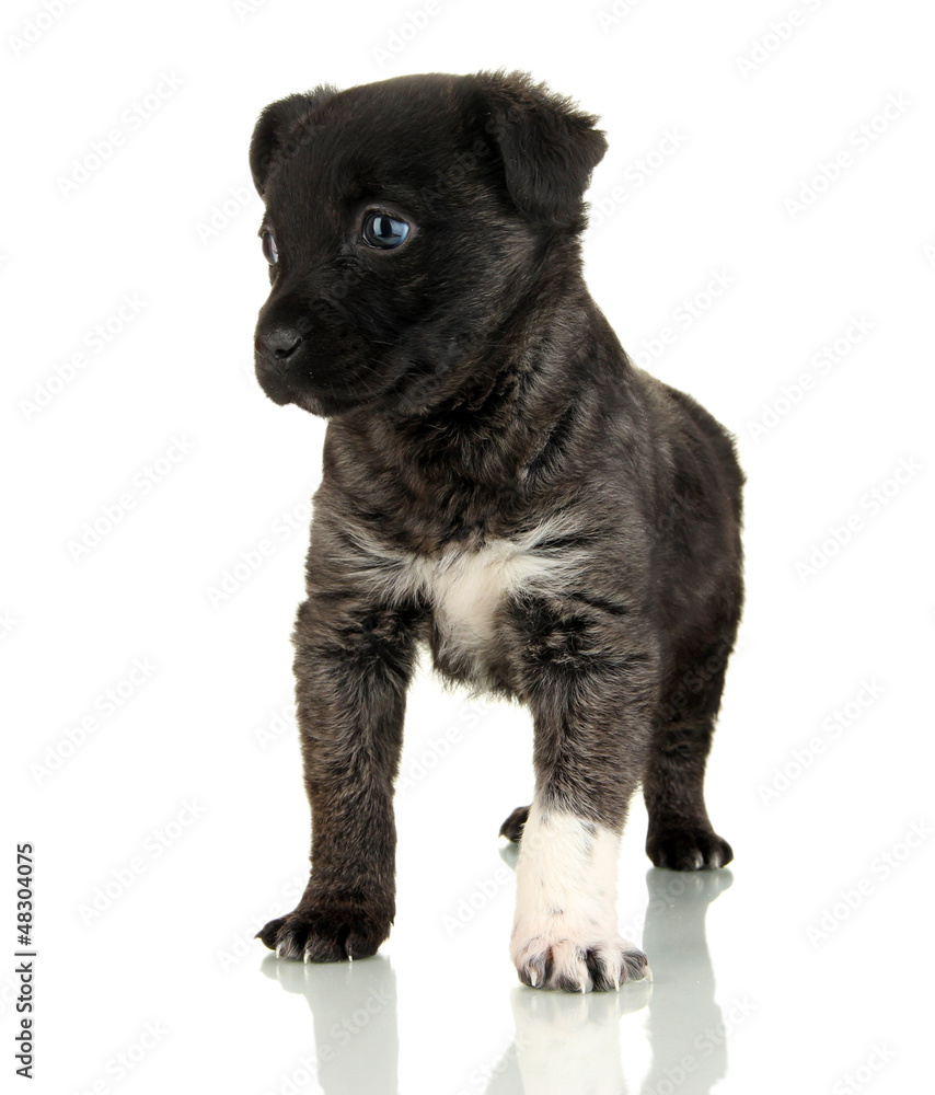 Cute puppy isolated on white