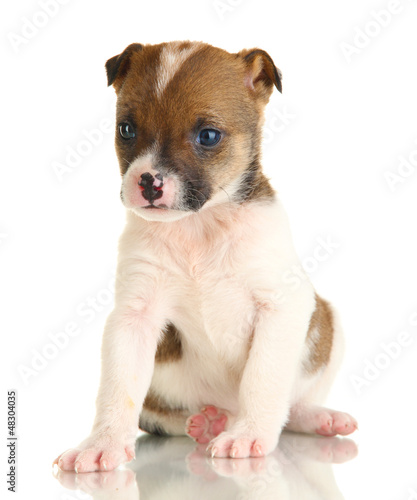 Beautiful little puppy isolated on white © Africa Studio