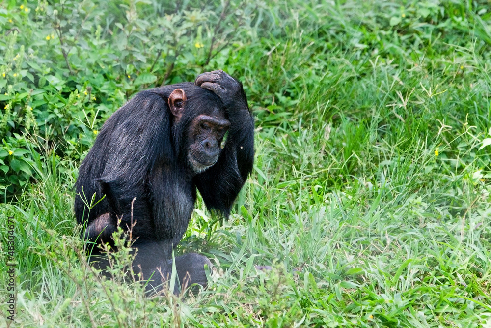 Chimpanzee in Ngamba Island Chimpanzee Sanctuary, on Ngamba Island, Lake Victoria, Uganda Chimpanzee in Ngamba Island Chimpanzee Sanctuary, on Ngamba Island, Lake Victoria, Uganda