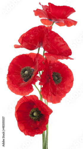 Fototapeta Naklejka Na Ścianę i Meble -  poppy