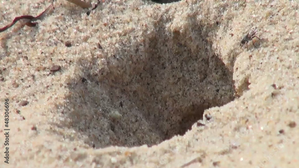 Wasp creating shelter in sand, at the beach Wasp creating shelter in sand, at the beach