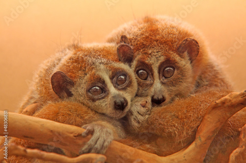 slow lorises photo