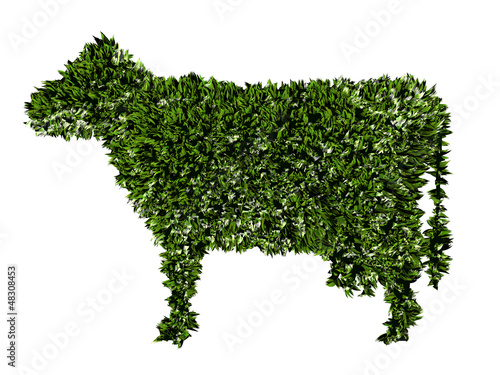 Mucca, agricoltura biologica, verde, ecologia, allevamento photo