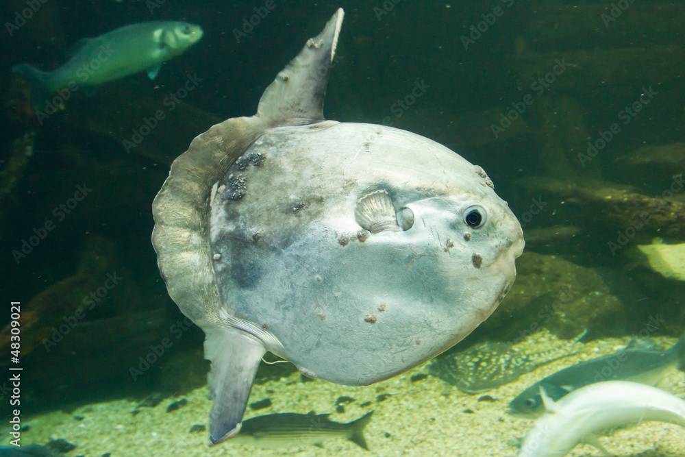 Naklejka premium Ocean sunfish (Mola mola) in captivity