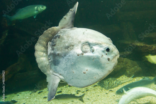 Ocean sunfish (Mola mola) in captivity photo