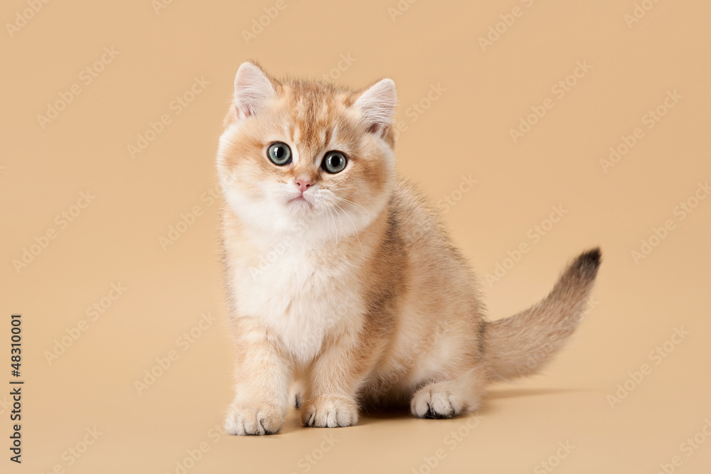 Fotografie small golden british kitten on light brown background