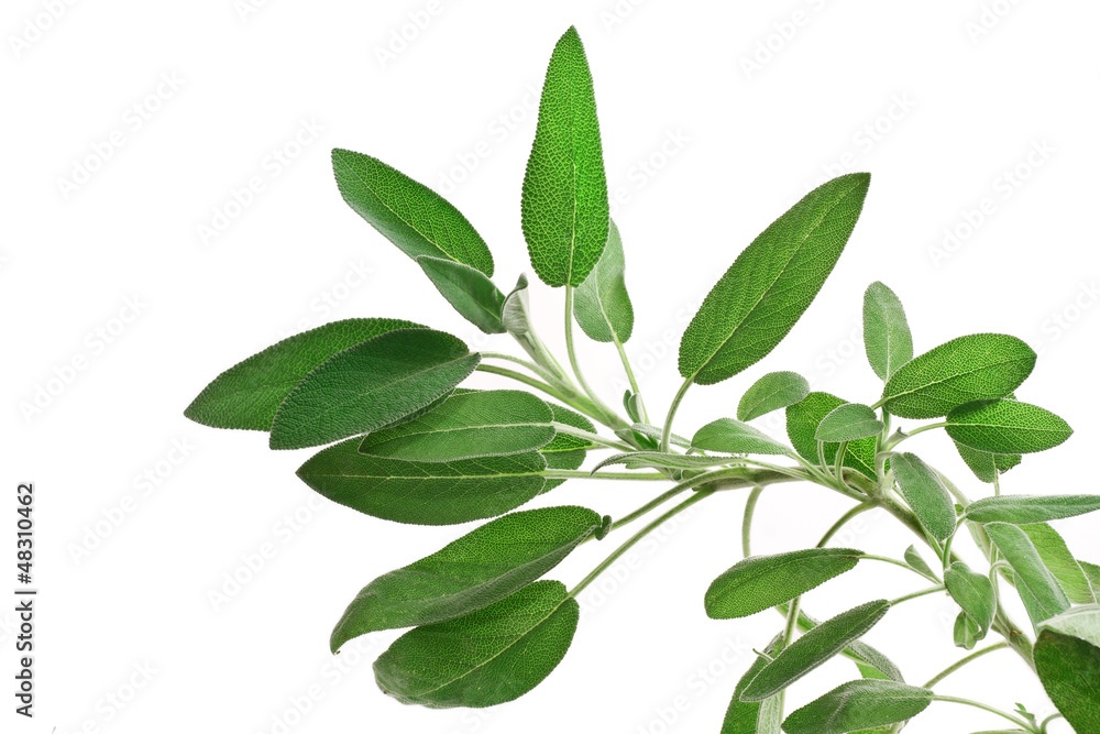 salvia - sage over white background salvia - sage over white background