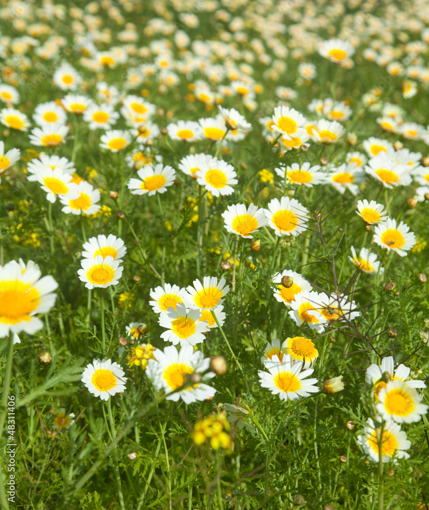 flowering garland chrysanthemum flowering garland chrysanthemum