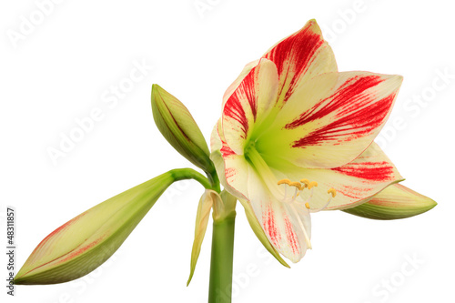 Ritterstern Amaryllis (Hippeastrum) freigestellt vor weiß photo